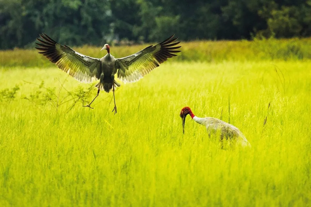 Sanambin Reservoir’s Wildlife Conservation Office