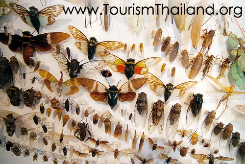 Siam Insect Zoo — photo 2