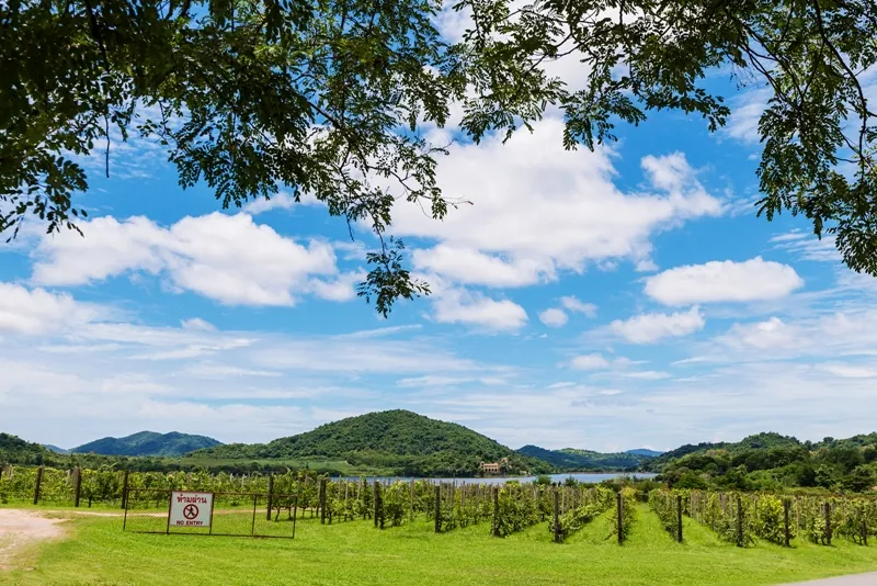 Silverlake Vineyard — photo 3