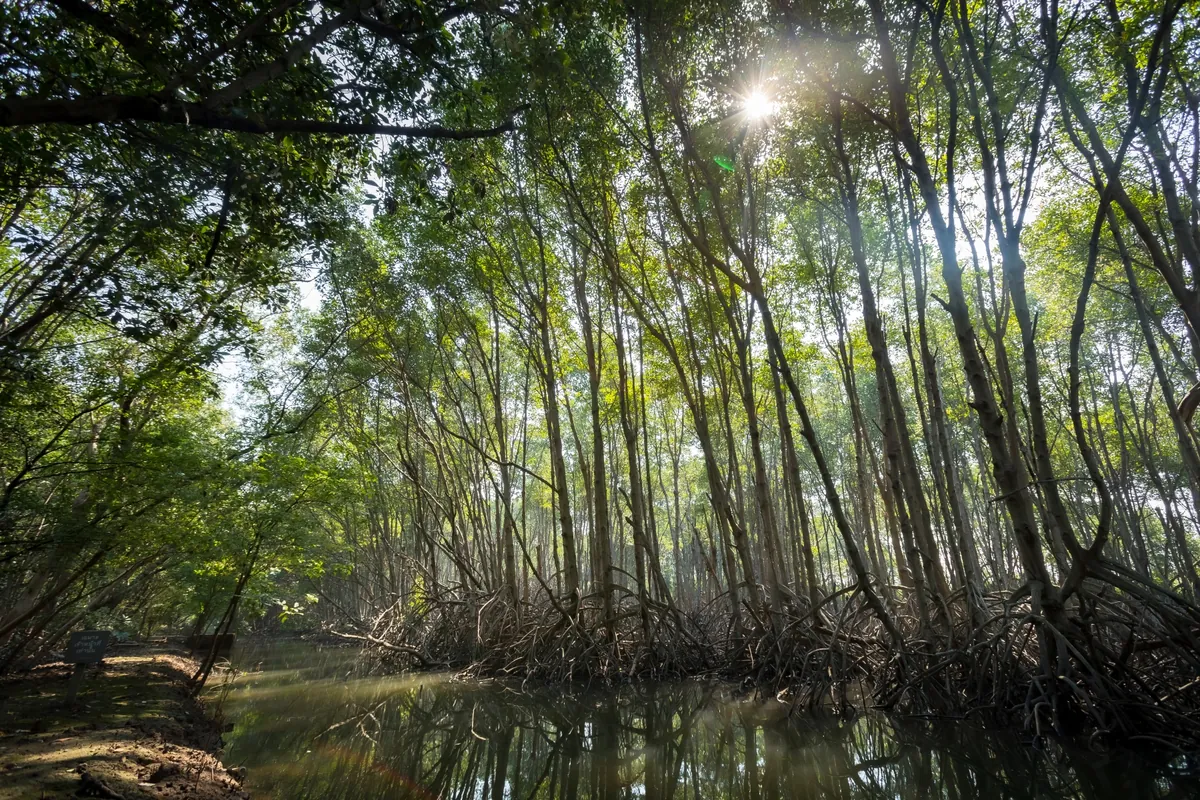 Sirinath Rajini Centre for Mangrove Forest Studies — photo 3