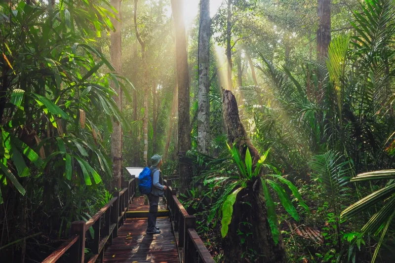 Sirindhorn Peat Swamp Forest Nature Research and Study Centre — photo 2