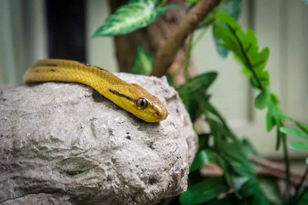 Snake Farm, Queen Saovabha Memorial Institute