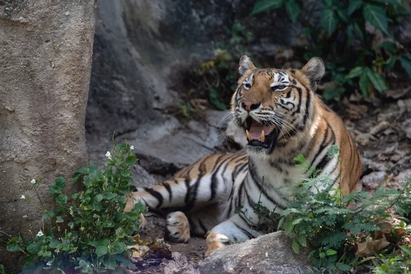 Songkhla Zoo — photo 2