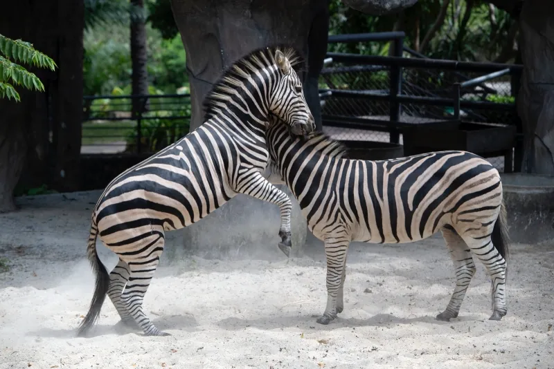 Songkhla Zoo — photo 4