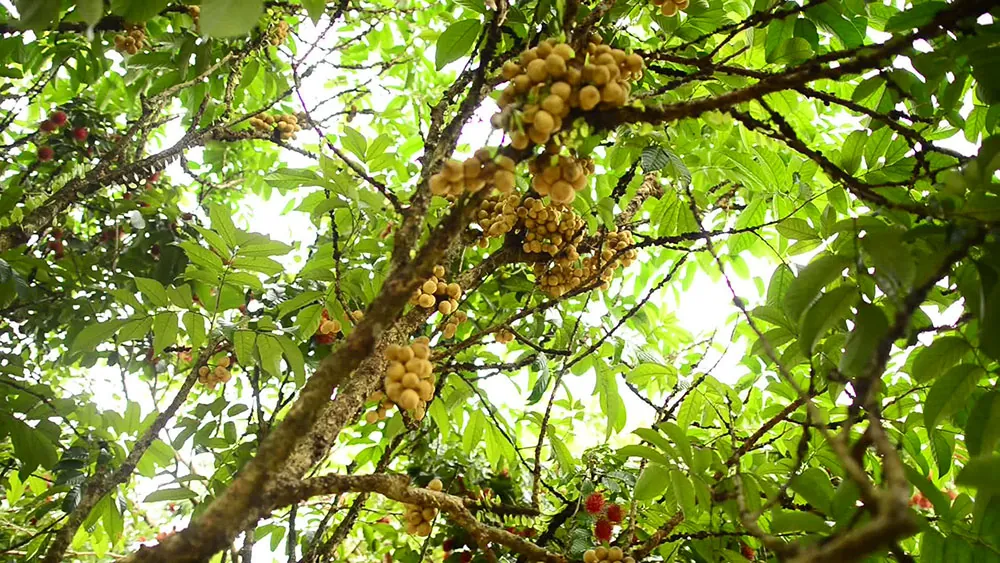Suan Panan
