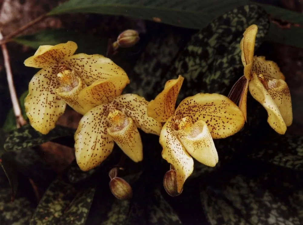 Sublangka Wildlife Sanctuary