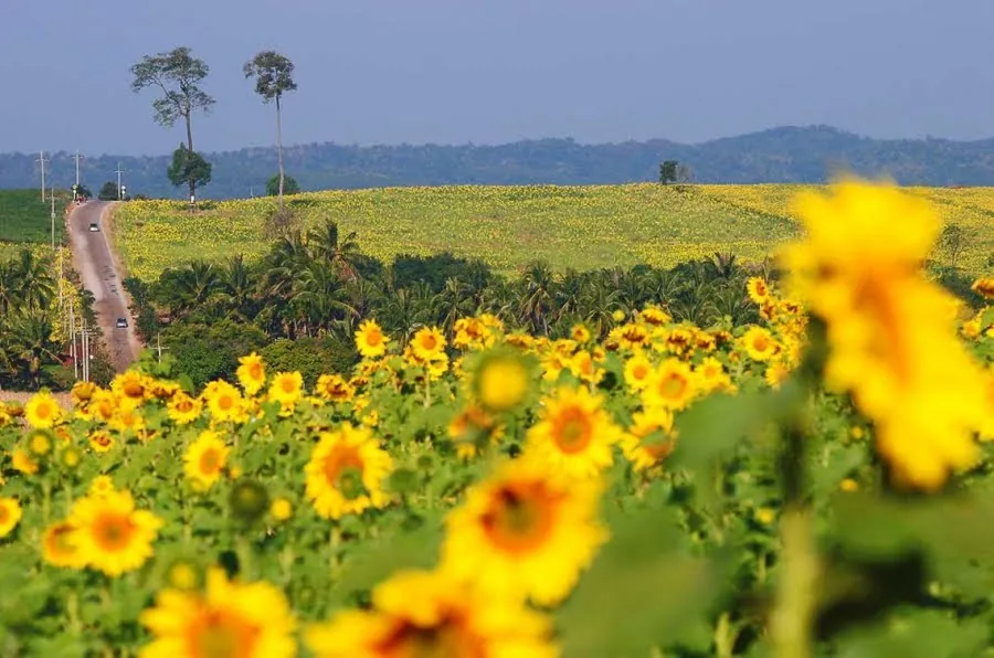 Sunflower Field at Bueng Sam Phan