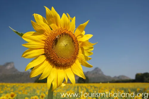 Sunflower Field at Bueng Sam Phan — photo 2