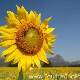 Sunflower Field at Bueng Sam Phan