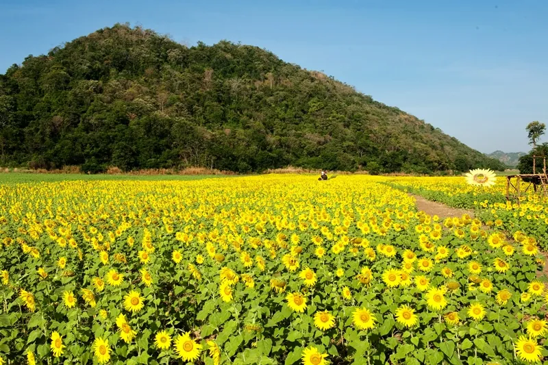 Sunflower Fields — photo 2