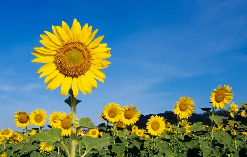 Sunflower Fields