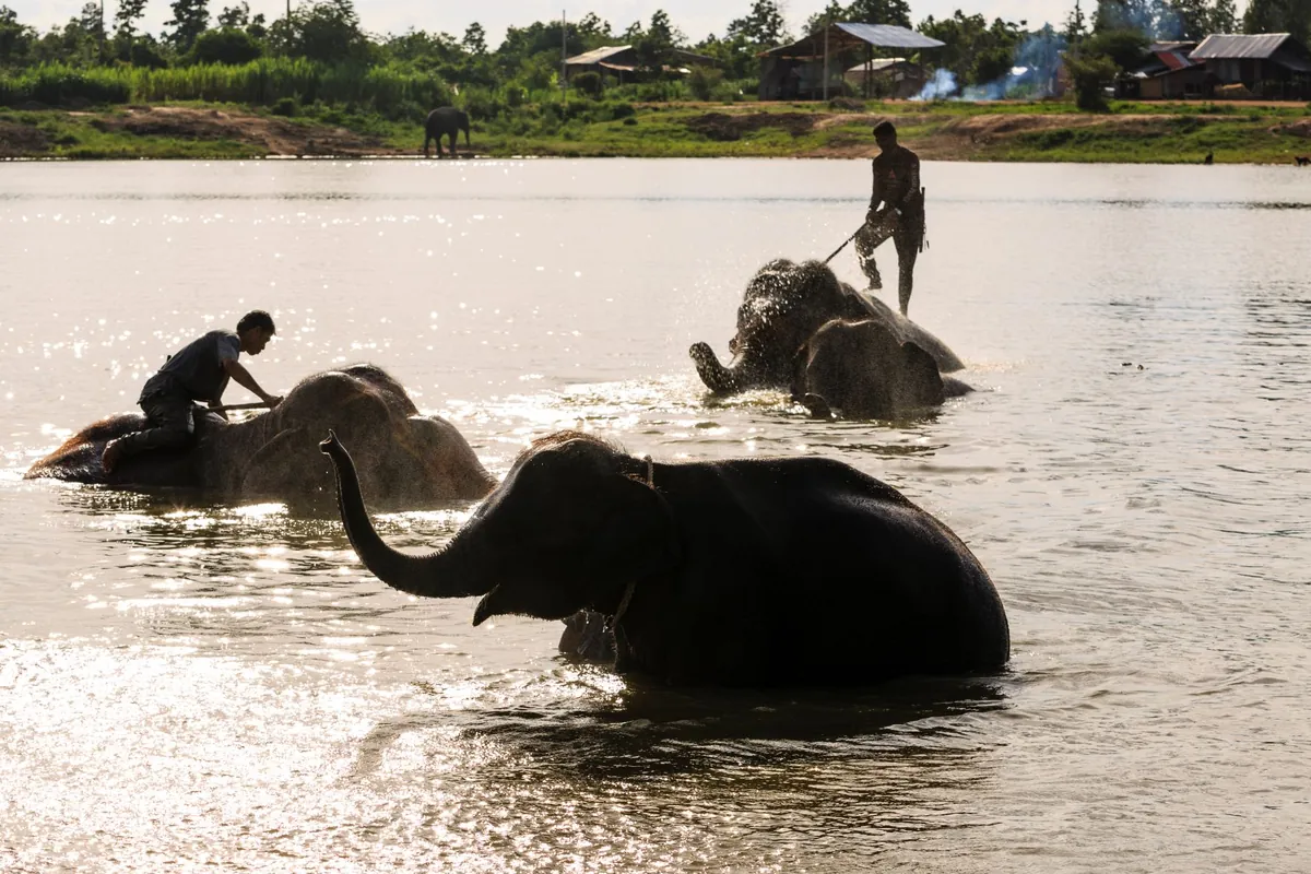 Surin Elephant Village — photo 3