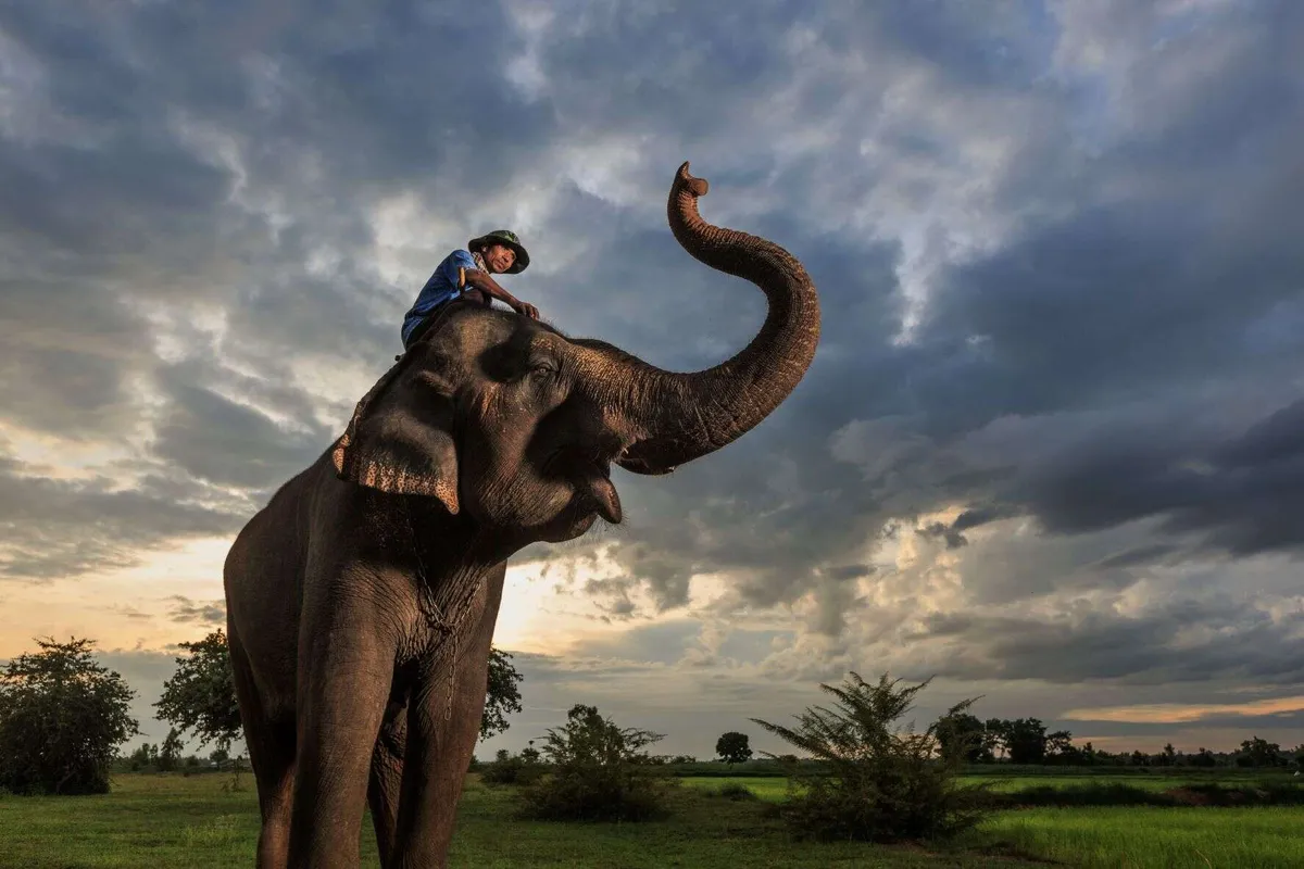 Surin Elephant Village