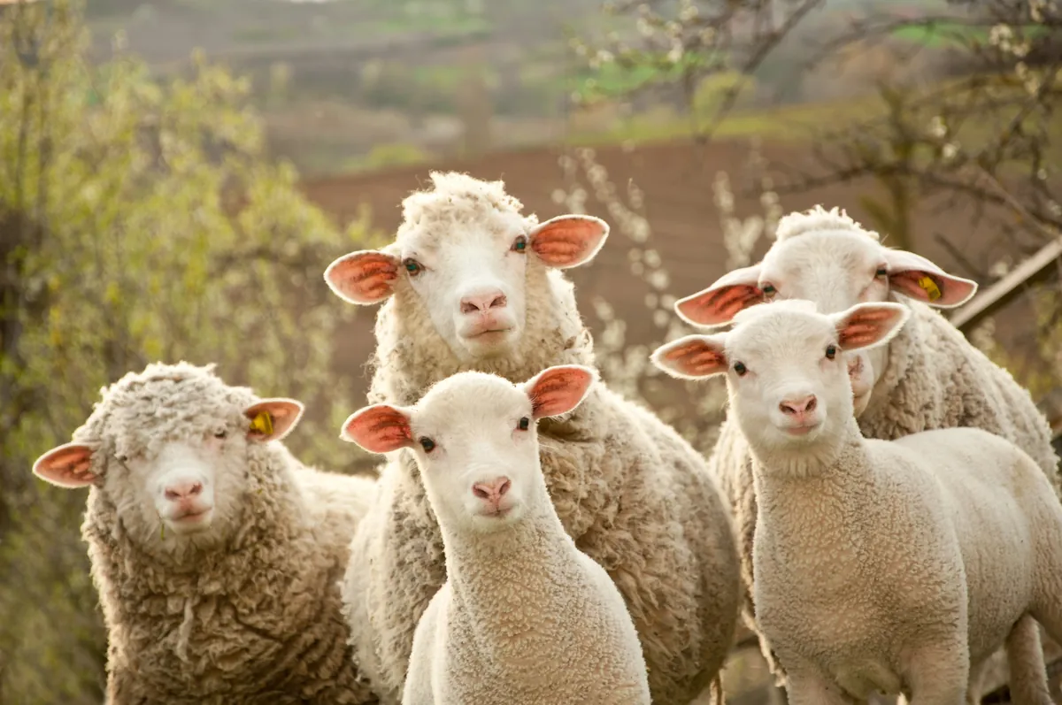 Swiss Sheep Farm