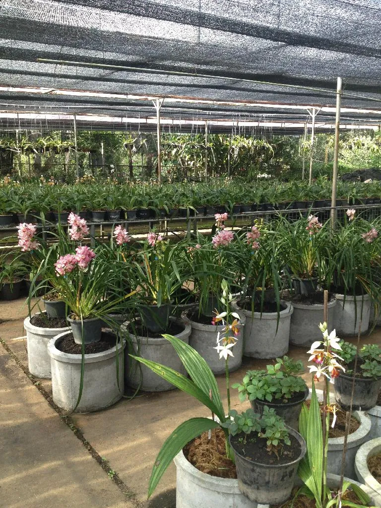 Tak Agriculture Research and Development Center — photo 2