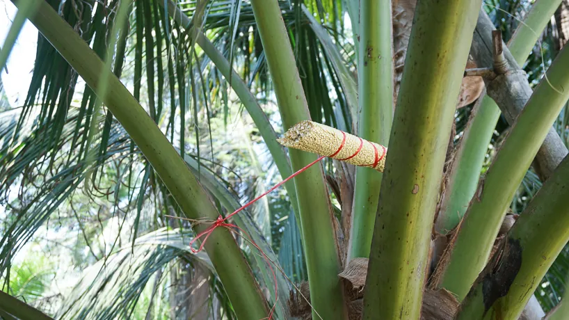 Tao Thai Doem 2 — photo 2