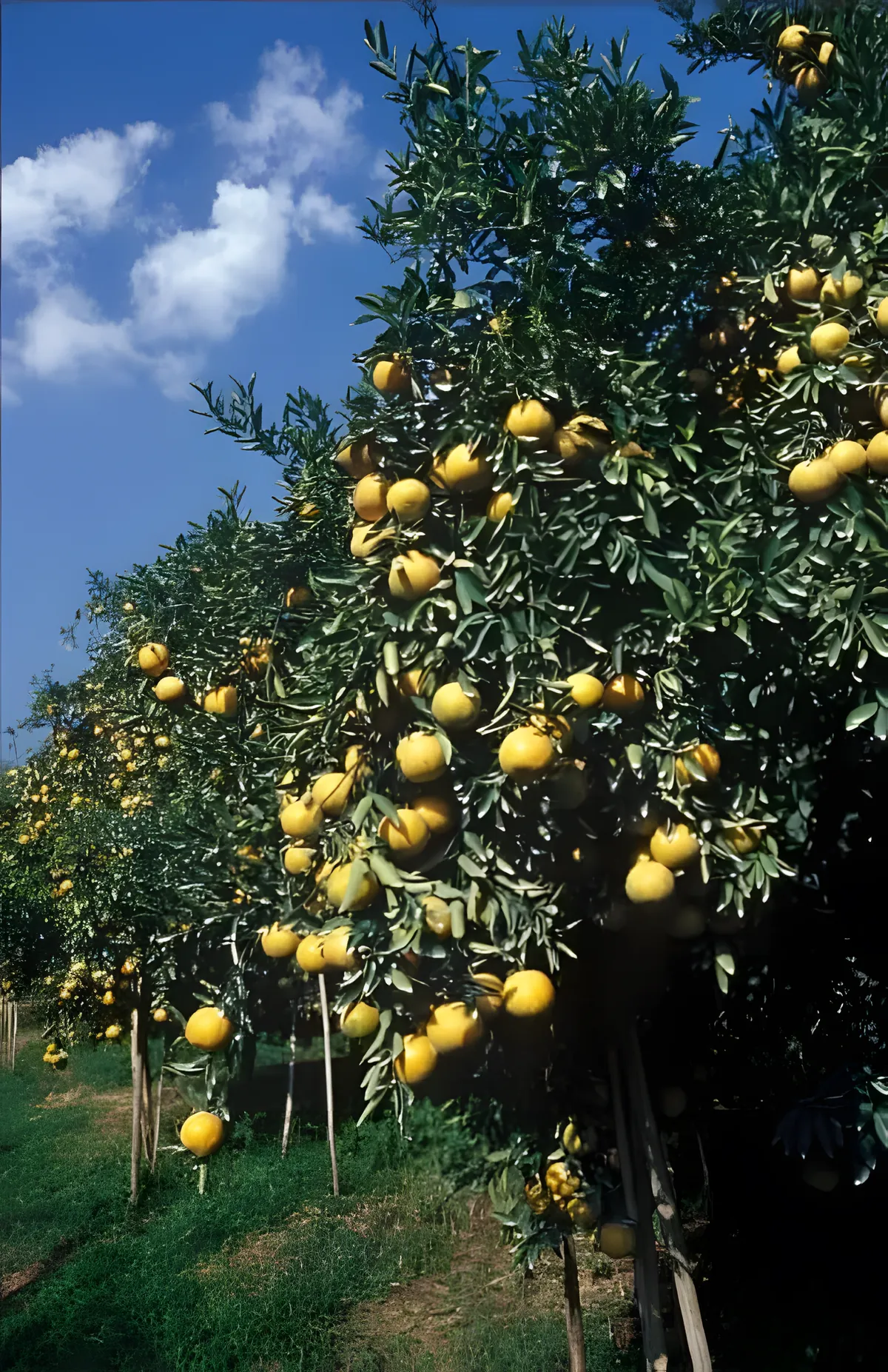 Thai Agro Plantec (T.A.P.) orange farm