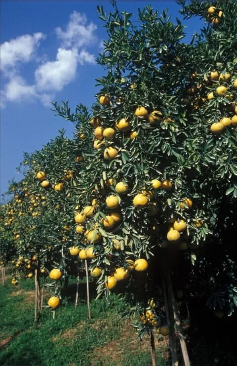 Thai Agro Plantec (T.A.P.) orange farm