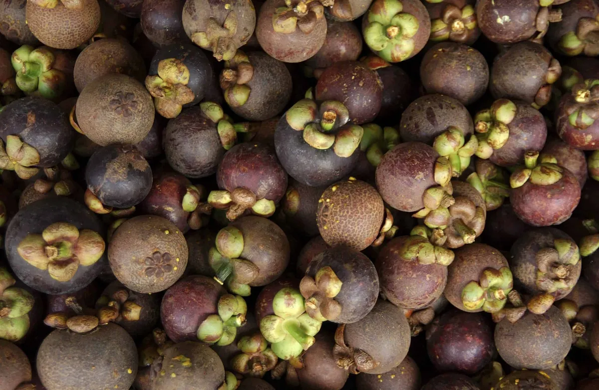 Thai Mangosteen Orchard Rayong