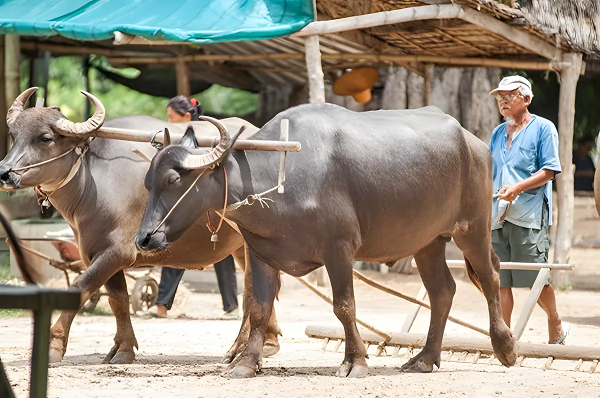 Thai Water Buffalo Preservation Village