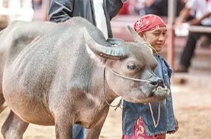 Thai Water Buffalo Preservation Village — photo 2