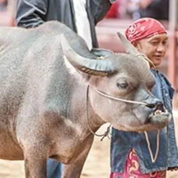 Thai Water Buffalo Preservation Village