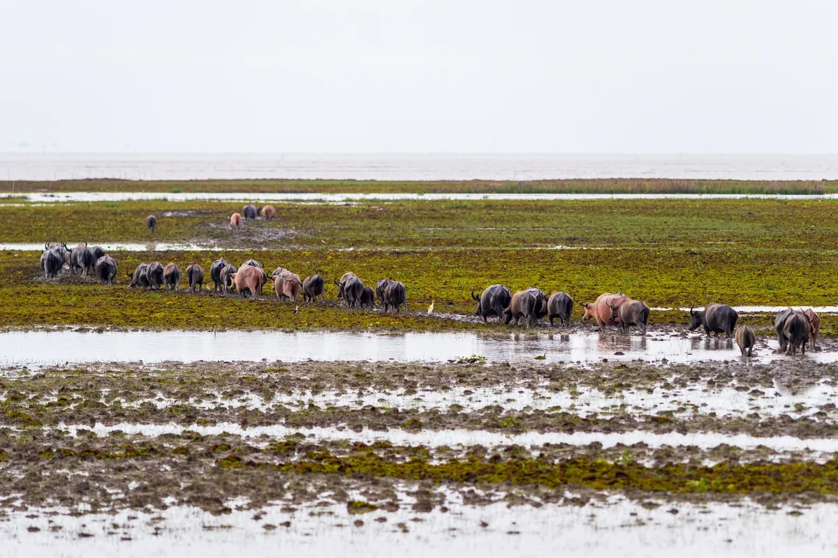 Thale Noi — photo 4