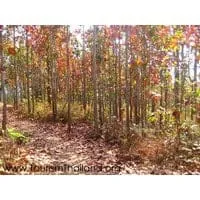 Tham Yai Nam Nao (Phu Nam Rin)