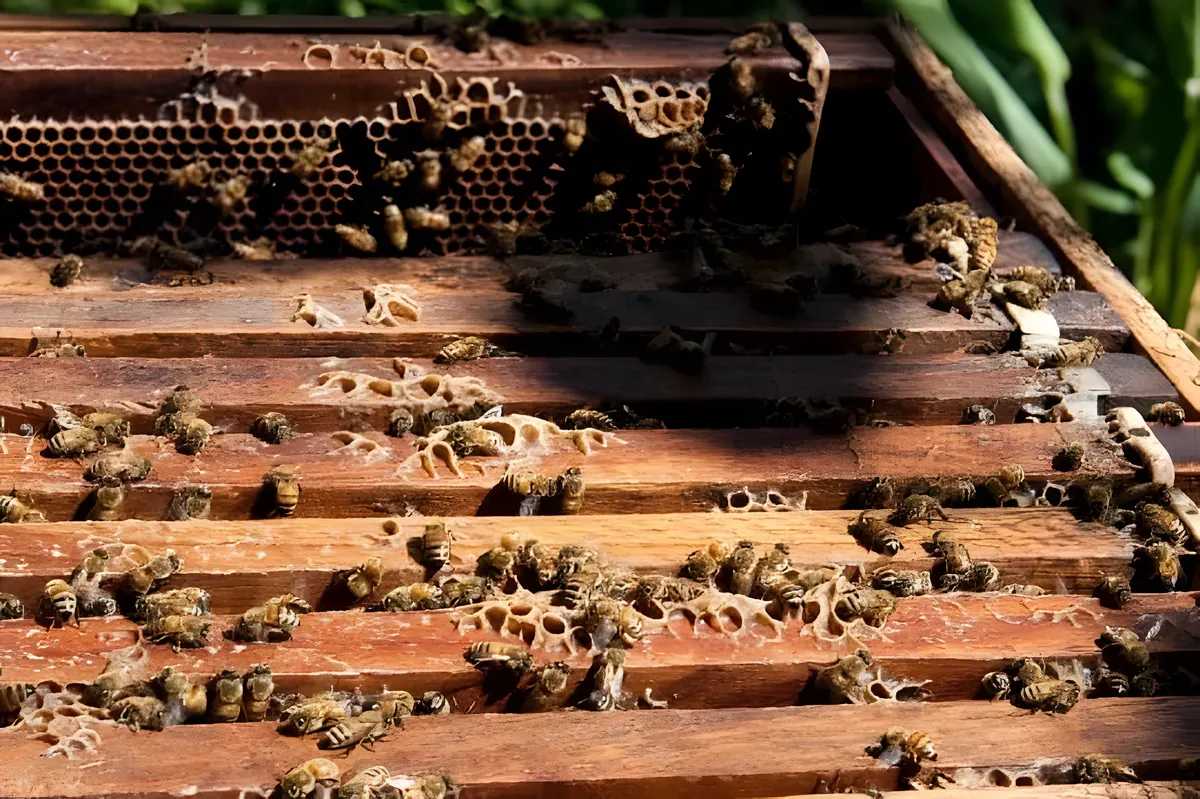 The Bee Conservation Centre