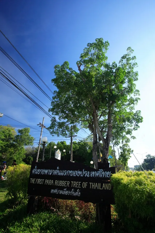 The First Rubber Tree In Thailand — photo 3