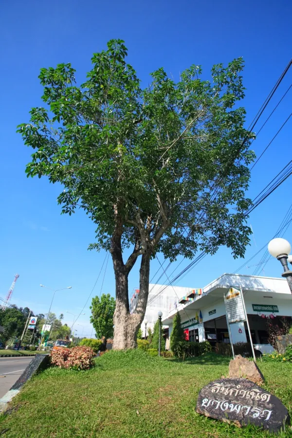 The First Rubber Tree In Thailand — photo 2