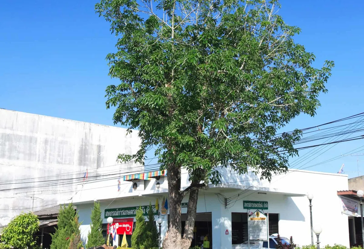 The First Rubber Tree In Thailand