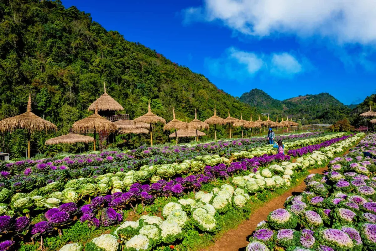 The Royal Agricultural Station Angkhang