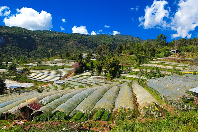 The Royal Agricultural Station Inthanon — photo 3