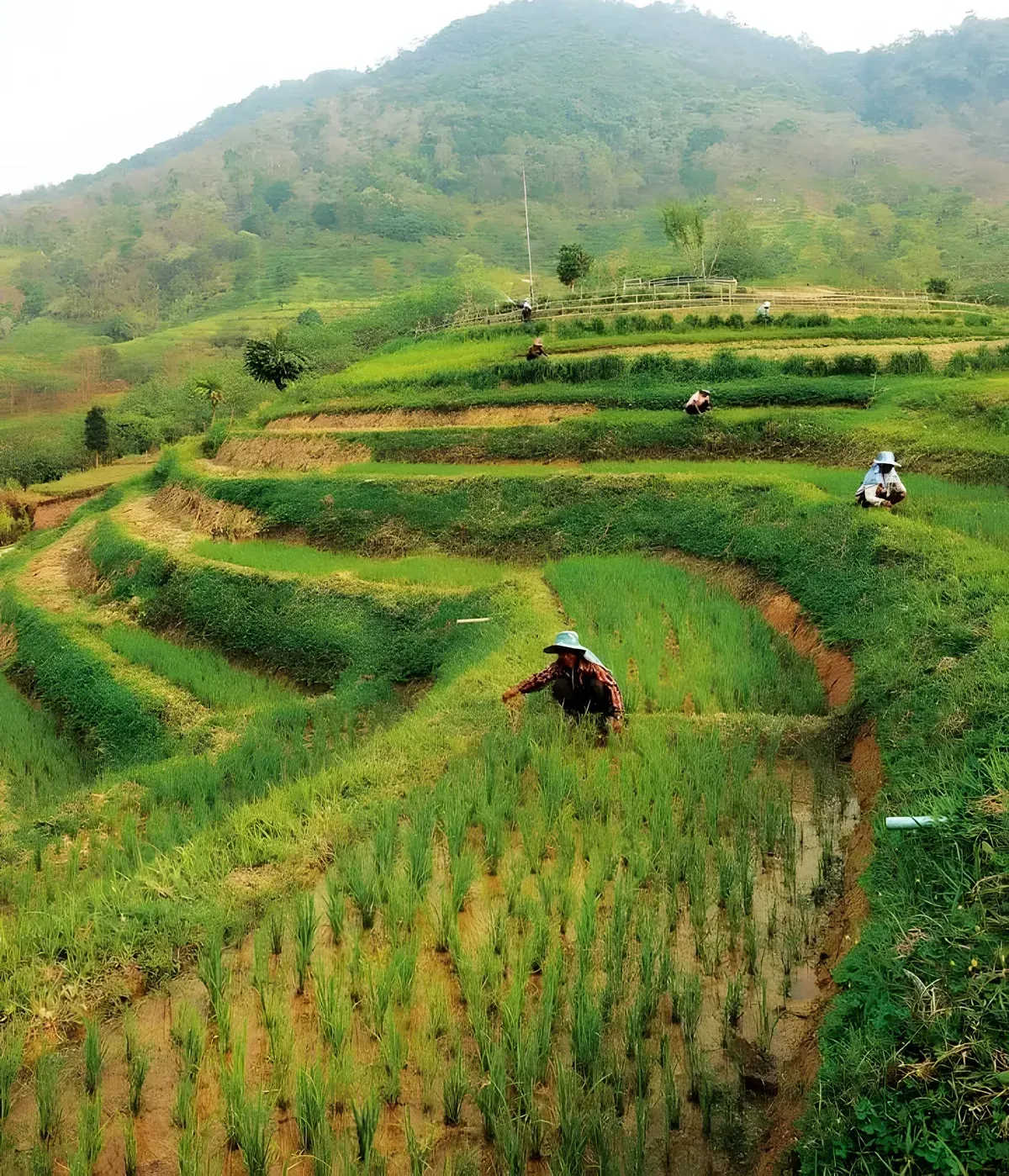 The Royal Project Phu Phayak, Nan province
