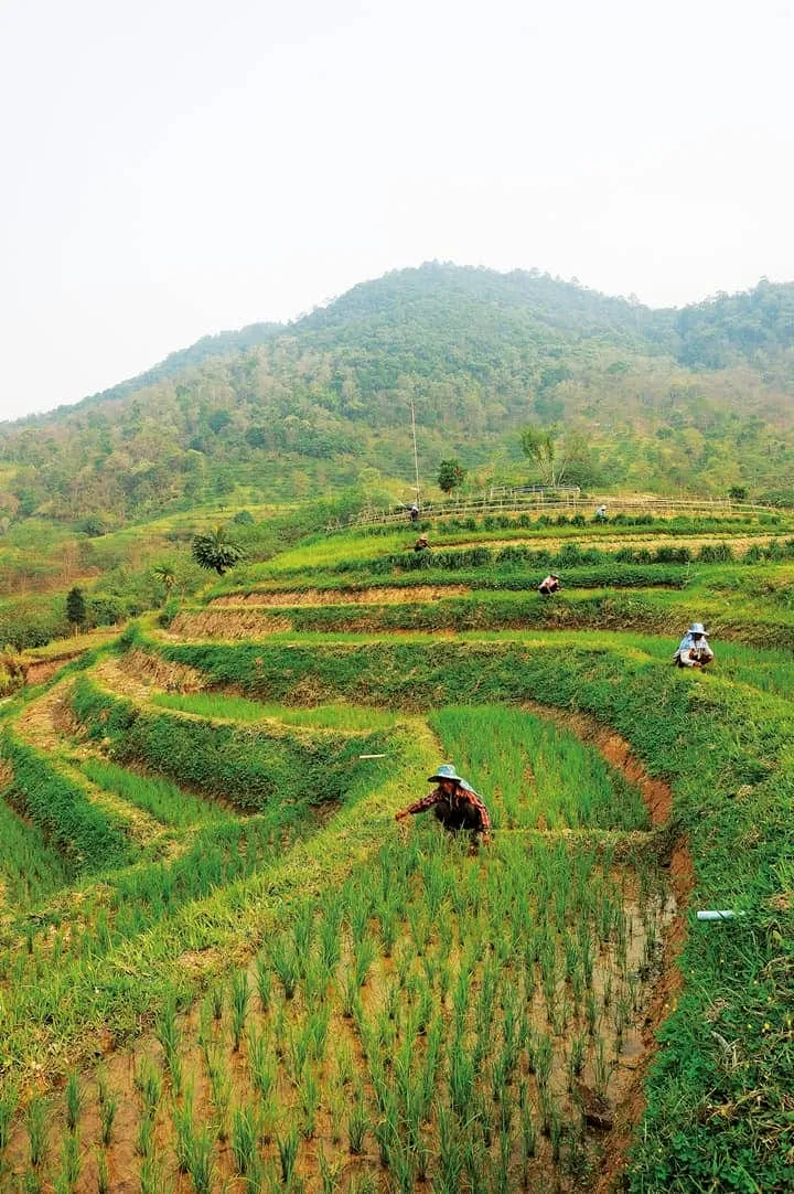 The Royal Project Phu Phayak, Nan province