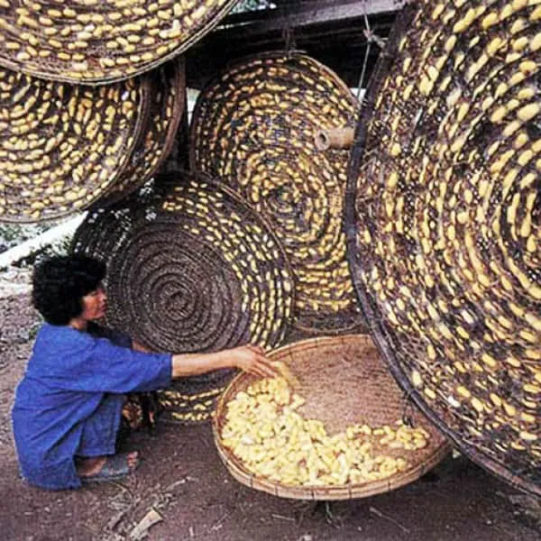 The Silkworm Village of Ban Lung Pradu Samakki