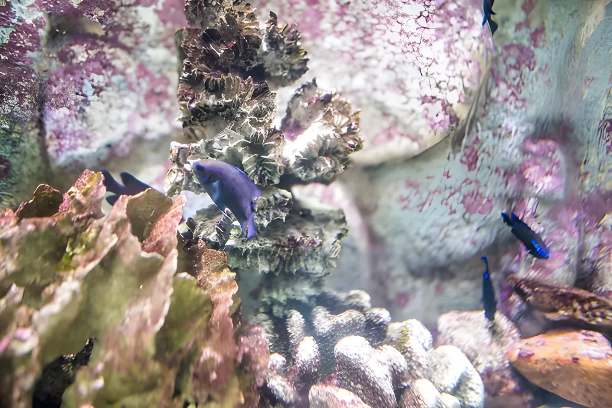Kung Krabaen Bay Aquarium