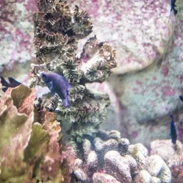 The Sixth Cycle Birthday Anniversary Celebration Aquarium