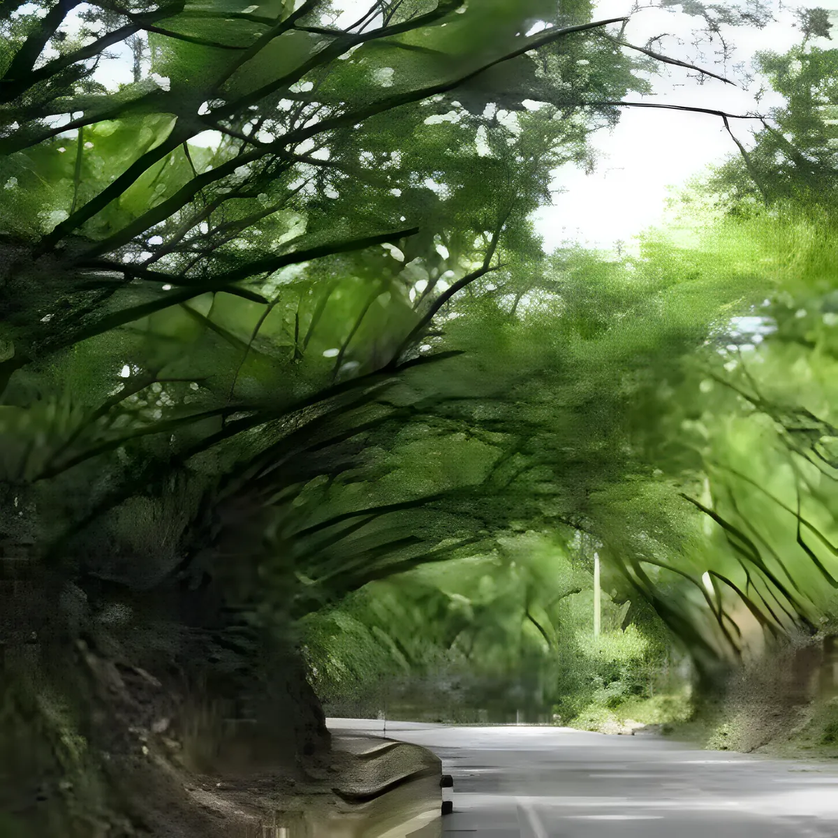 The Tree Tunnel