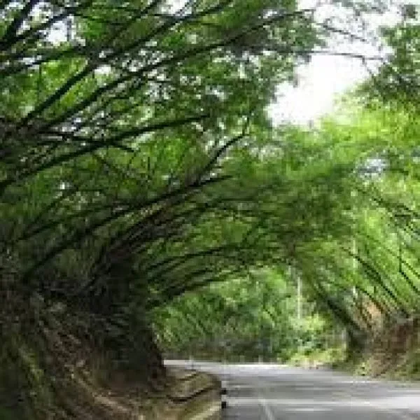 The Tree Tunnel