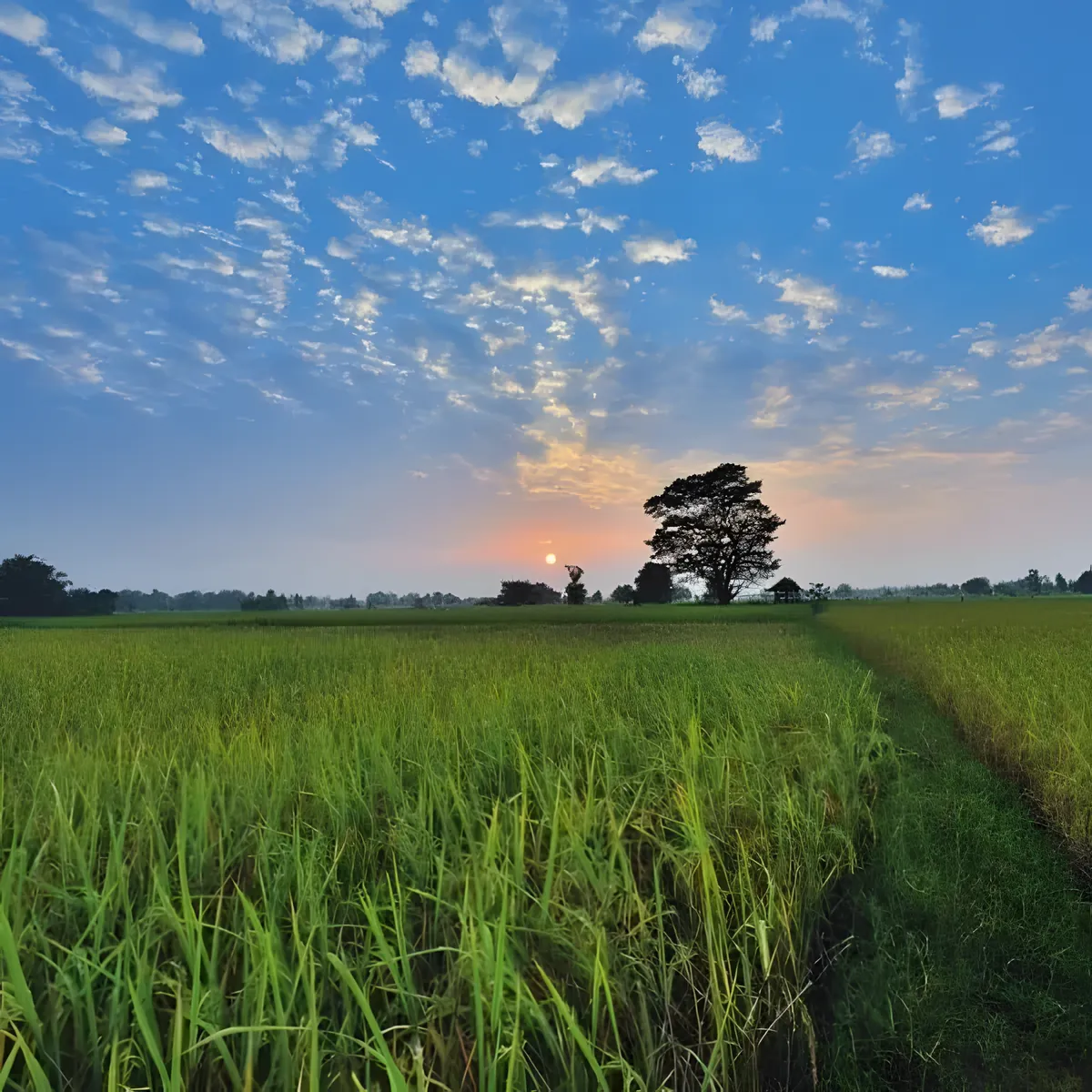 Thung Kula Rong Hai