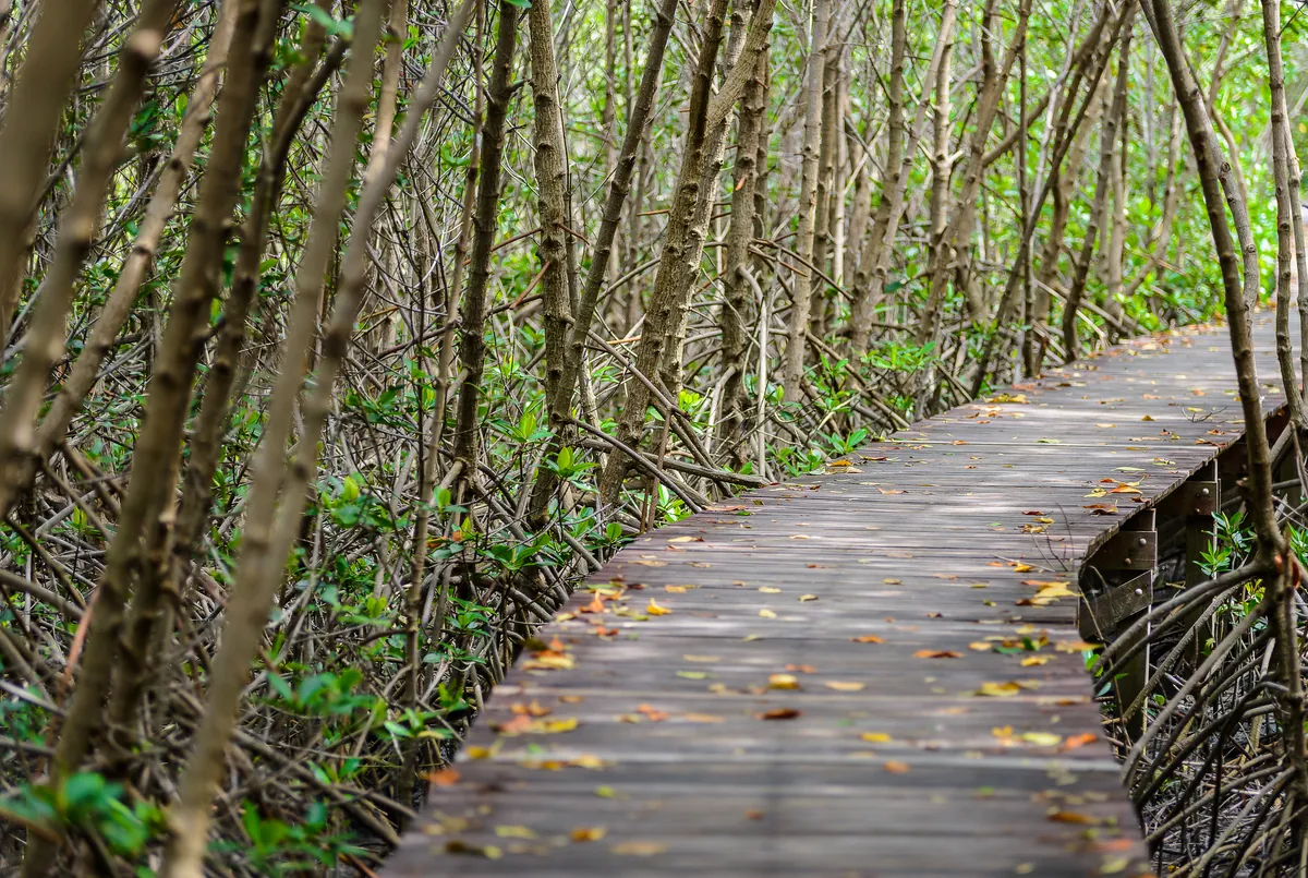 Thung Yee Peng Mangrove Forest