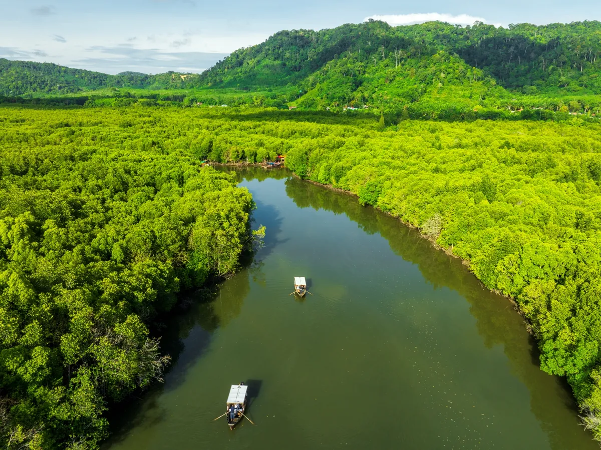 Thung Yee Peng Mangrove Forest — photo 4