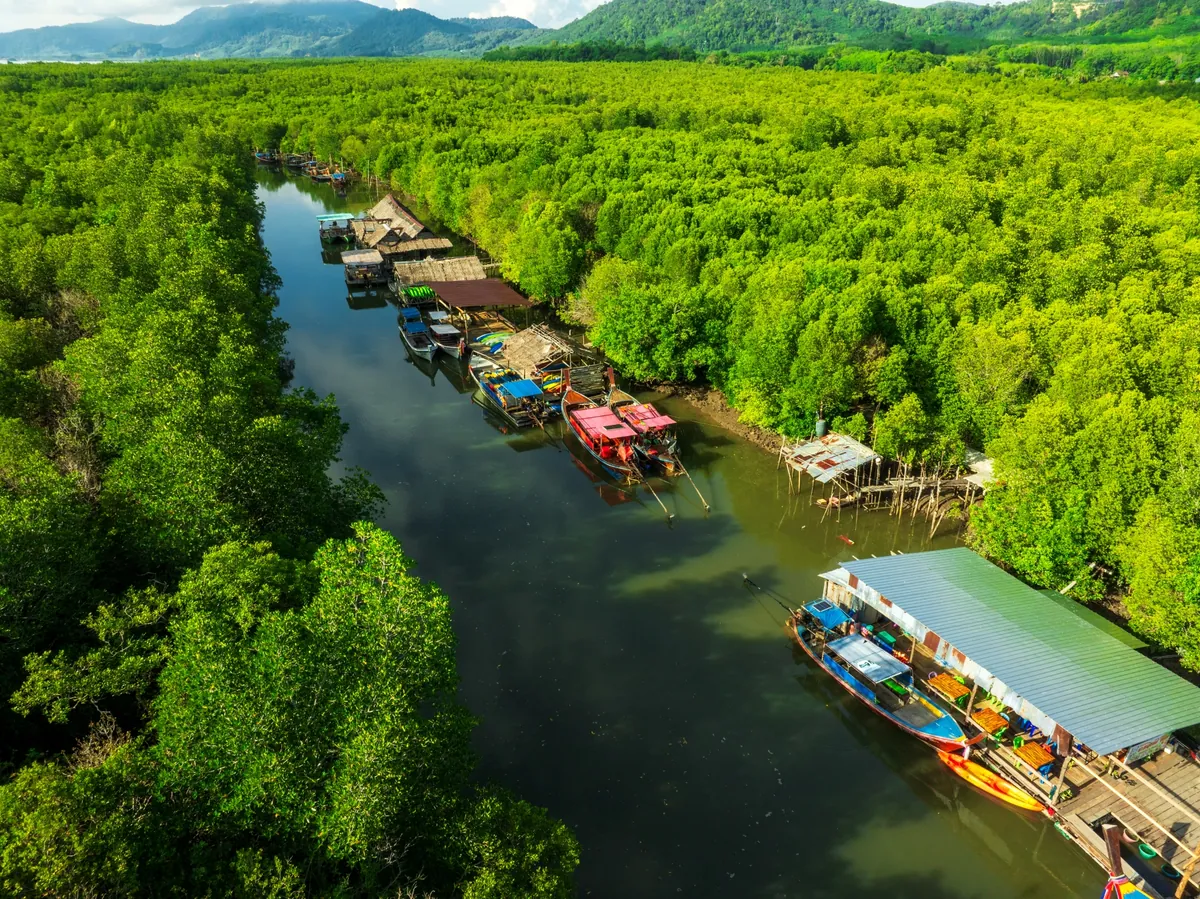 Thung Yee Peng Mangrove Forest — photo 3
