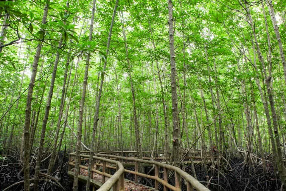 Thung Yee Peng Mangrove Forest