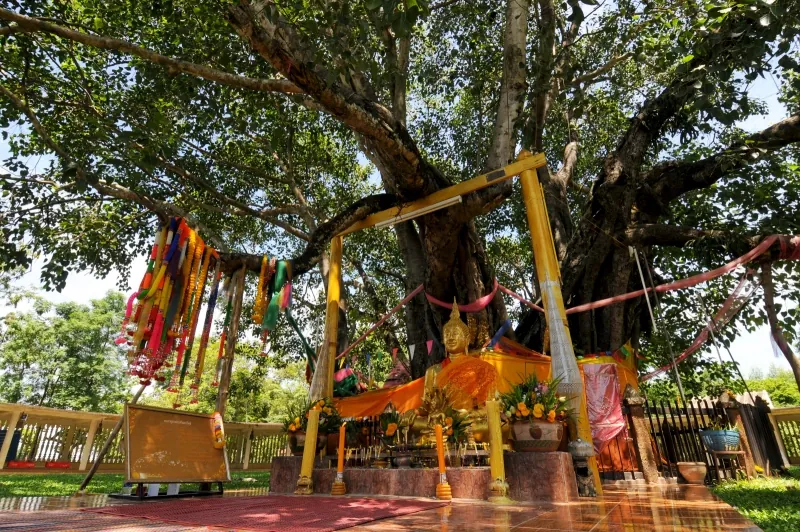 Ton Pho Si Maha Pho (The Great Bodhi Tree) — photo 2