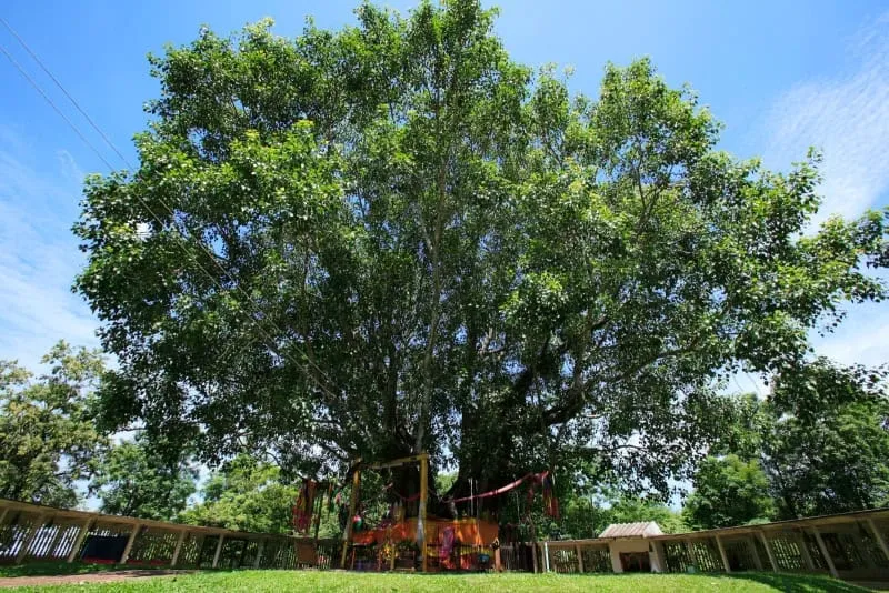Ton Pho Si Maha Pho (The Great Bodhi Tree)