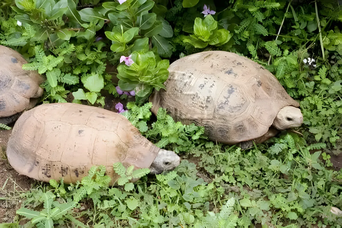 Turtle Village