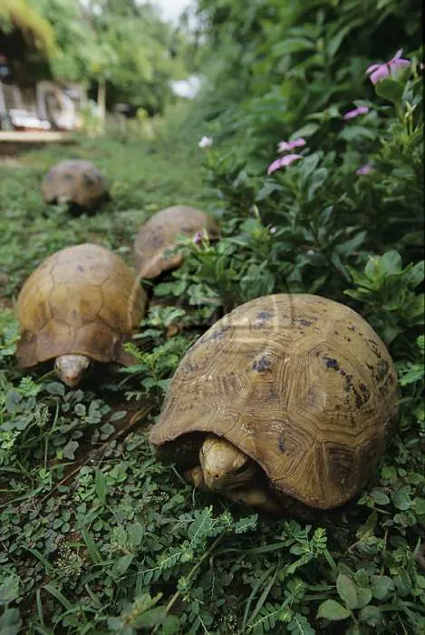 Turtle Village — photo 2